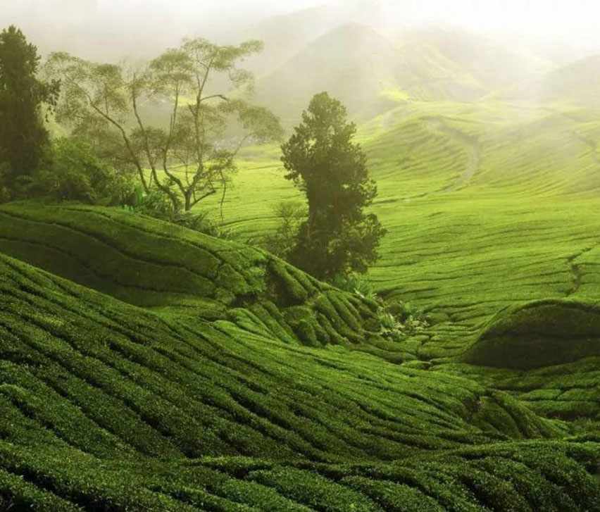贵定云雾贡茶 绿茶/红茶标准通过专家评审