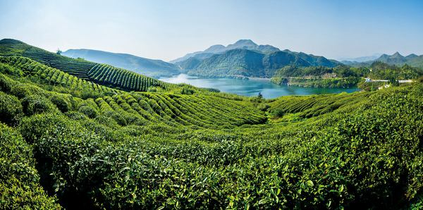 贵州：全年茶叶总产量43.6万吨 总产值突破500亿元