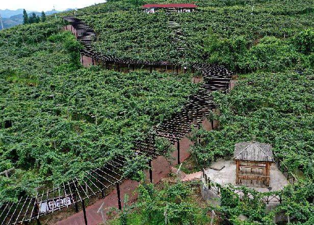 贵州：善用市场力量助推“黔货出山”